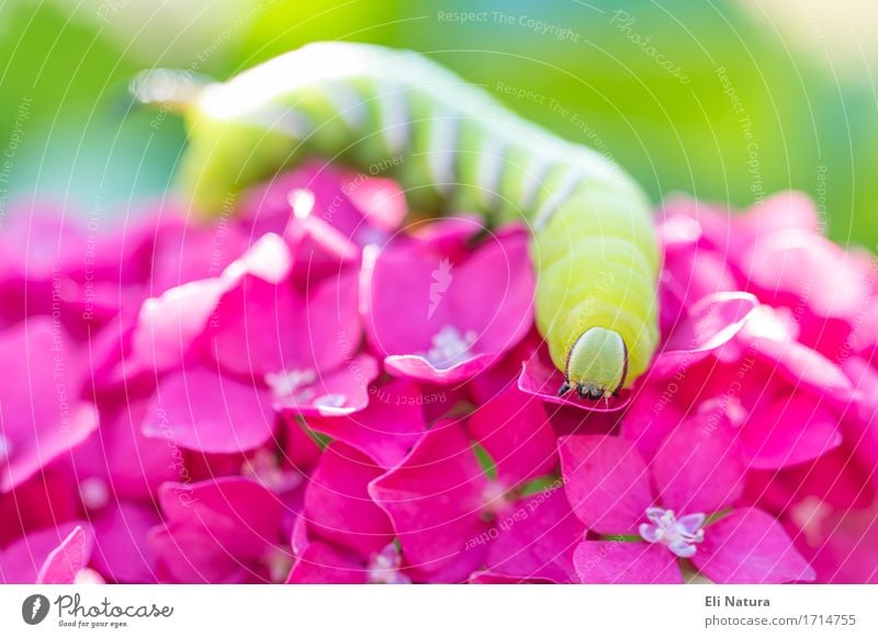 on the blossom Nature Plant Flower Blossom Hydrangea Hydrangea blossom Garden Meadow Caterpillar 1 Animal Elegant Blue Multicoloured Yellow Green Violet Pink