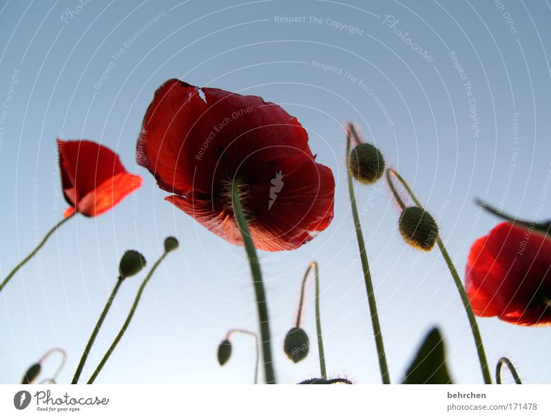 tall Colour photo Exterior shot Deserted Twilight Sunlight Sunrise Sunset Worm's-eye view Environment Nature Cloudless sky Summer Beautiful weather Plant