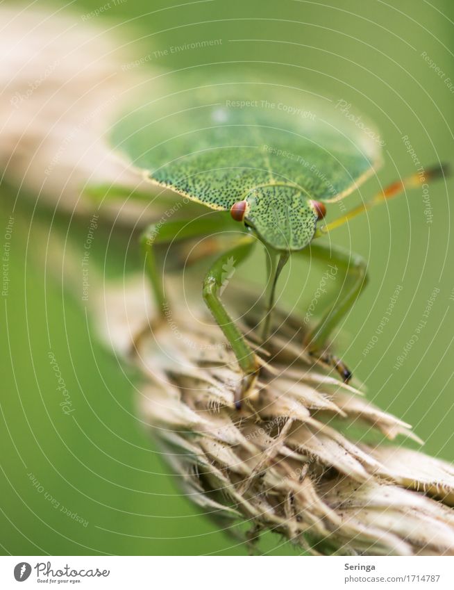 balancing act of a nymph Nature Landscape Plant Animal Spring Summer Grass Wild plant Garden Park Meadow Forest Wild animal Beetle Animal face Wing Claw 1