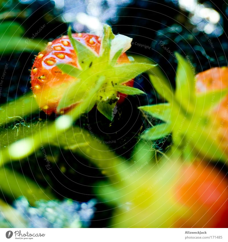 homegrown Colour photo Exterior shot Macro (Extreme close-up) Deserted Day Shadow Deep depth of field Animal Summer Plant Agricultural crop Garden Healthy Green