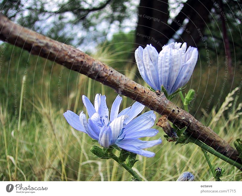 spring meadow Meadow flower Spring day Nature