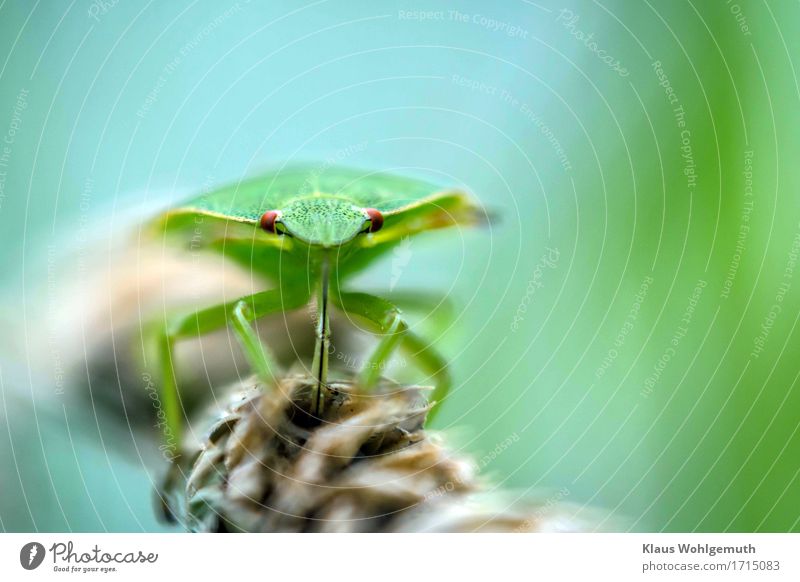 AT THE TOP OF THE STAIRS. Drinking Environment Nature Animal Summer Autumn Beautiful weather Grass Park Meadow Forest Beetle Animal face stink bug 1 Observe