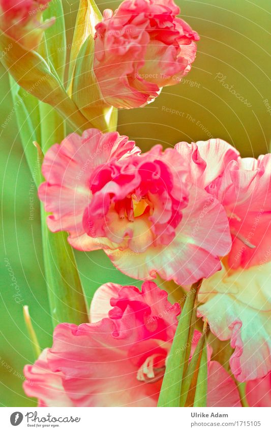 Gladiolas ( Gladiolus ) Elegant Design Garden Interior design Decoration Wallpaper Image Canvas Poster Card Nature Plant Sunlight Summer Flower Blossom