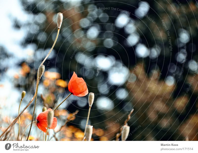 sun, poppies and stars Plant Spring Summer Tree Flower Grass Corn poppy Poppy Poppy field Poppy capsule Poppy blossom Meadow Field Glittering Dream Faded