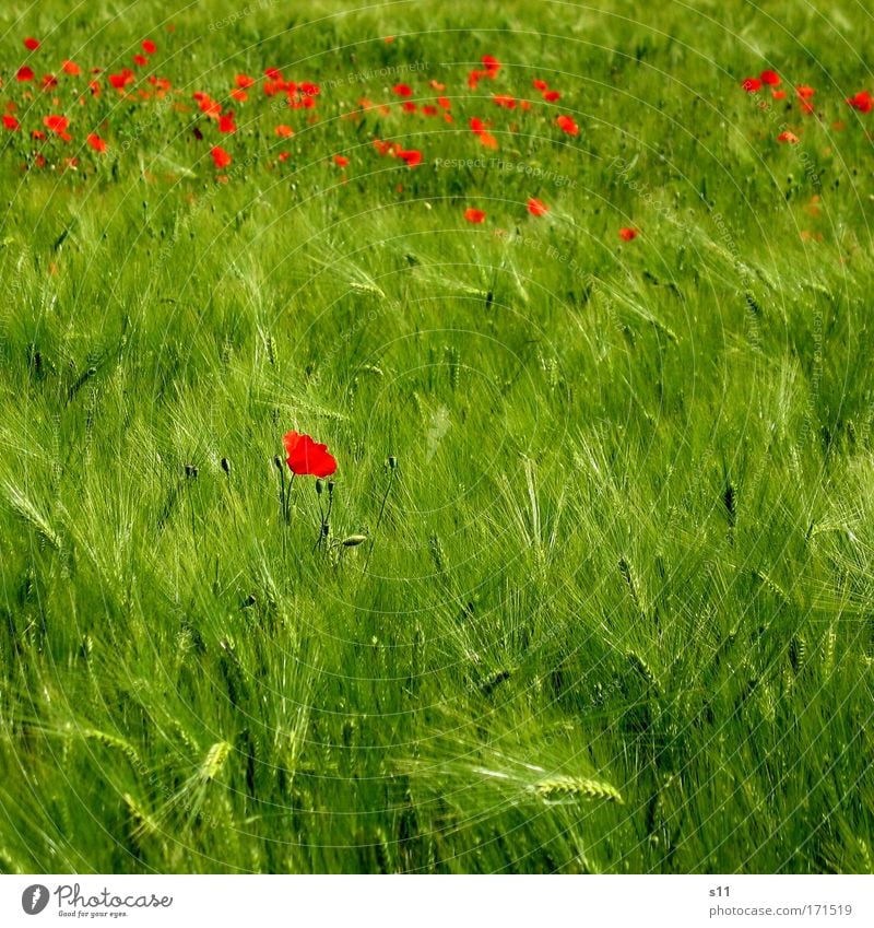 Alone Among Many Colour photo Exterior shot Structures and shapes Deserted Copy Space right Copy Space bottom Day Sunlight Motion blur Grain Nature Landscape