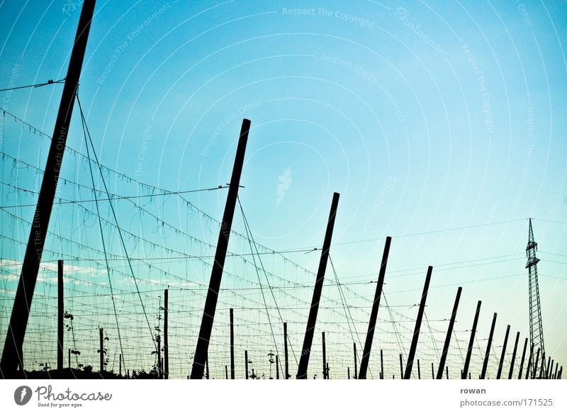 primary care Colour photo Exterior shot Deserted Copy Space right Copy Space top Day Hop Growth Hop flower Hop leaf Agriculture hallertau Electricity pylon