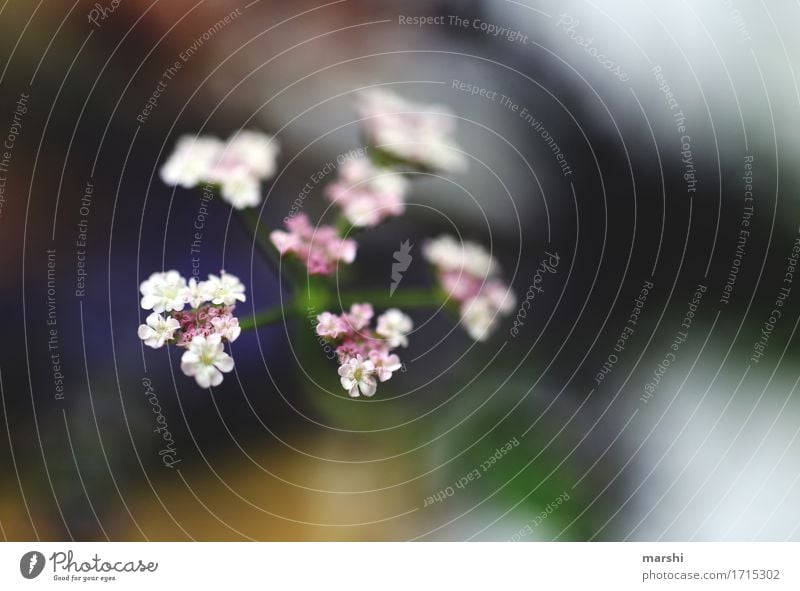 White flowers Nature Plant Flower Bushes Moody Garden Summer Blossoming Colour photo Exterior shot Close-up Detail Macro (Extreme close-up) Deserted Blur