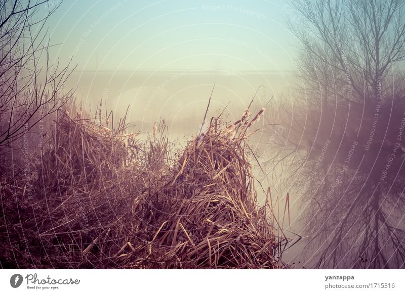 Reeds Nature Landscape Water Autumn Fog Tree Leaf Wild plant Forest River bank Bridge Dark background Closed Dusk fabulous glowing grove Haze light mystery