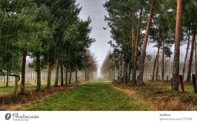 walk in the woods Colour photo Deserted Vacation & Travel Trip Far-off places Gardening Environment Earth Tree Grass Park Forest North Sea Baltic Sea Horizon