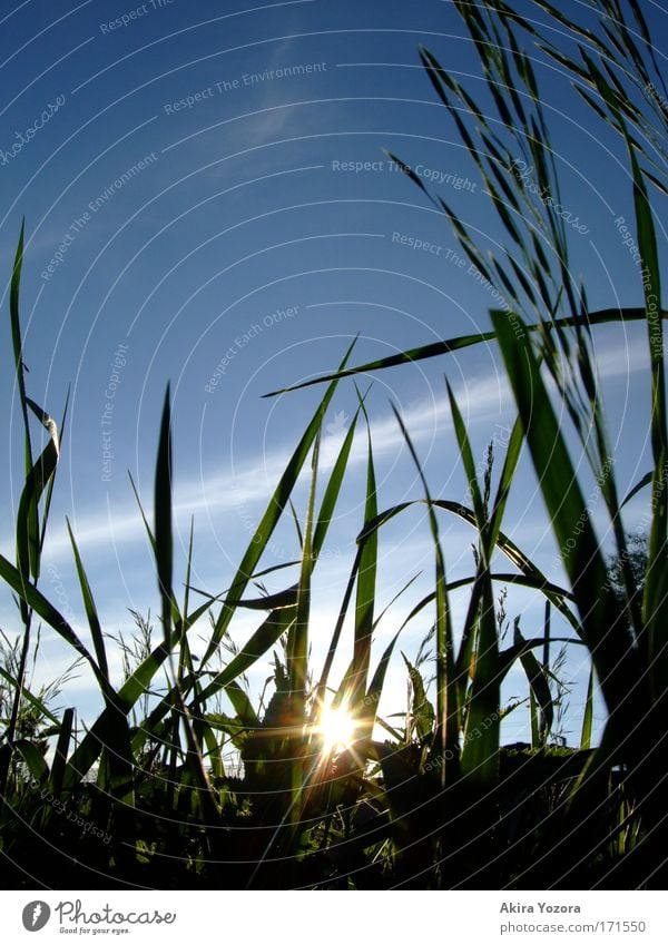 Little Sun Colour photo Exterior shot Deserted Copy Space top Evening Light Shadow Silhouette Sunlight Sunbeam Sunrise Sunset Back-light Worm's-eye view Trip