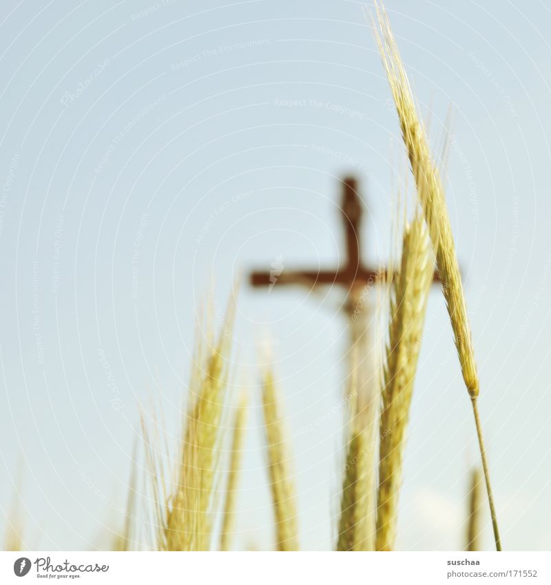 kornfeld-INRI Subdued colour Exterior shot Copy Space left Blur Grain Environment Nature Landscape Plant Air Cloudless sky Summer Crucifix Religion and faith