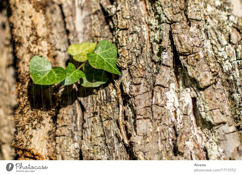 everybody starts out small Nature Plant Tree Leaf Foliage plant Tree trunk Tree bark Ivy Creeper Parasite To hold on Hang Growth Small New Brown Green Willpower