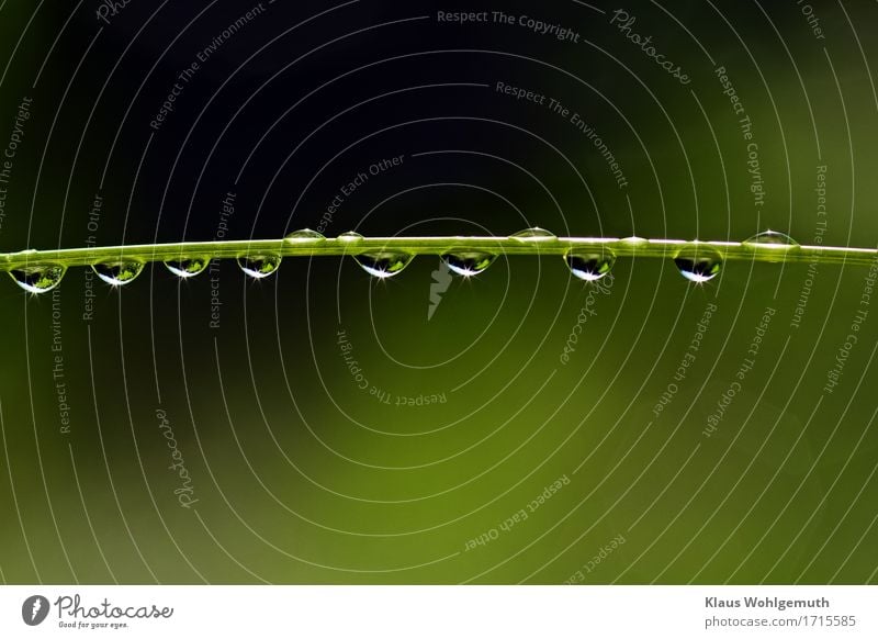 freshness chain Environment Nature Plant Water Drops of water Spring Summer Autumn Rain Grass Foliage plant Park Meadow Forest Glittering Illuminate Wet Green