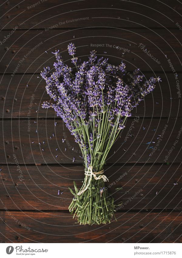 lavender Lavender Violet Bouquet Ground Bundle Flower Plant Cooking oil Odor Fresh Healthy Health care Cut Decoration Hand To hold on Wood Wooden table Brown