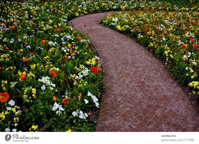 flowers Flower Garden Horticulture Green Plant Garden Bed (Horticulture) Flowerbed Blossoming Lanes & trails Winding road Bend Curve Turn off Detour Garden plot