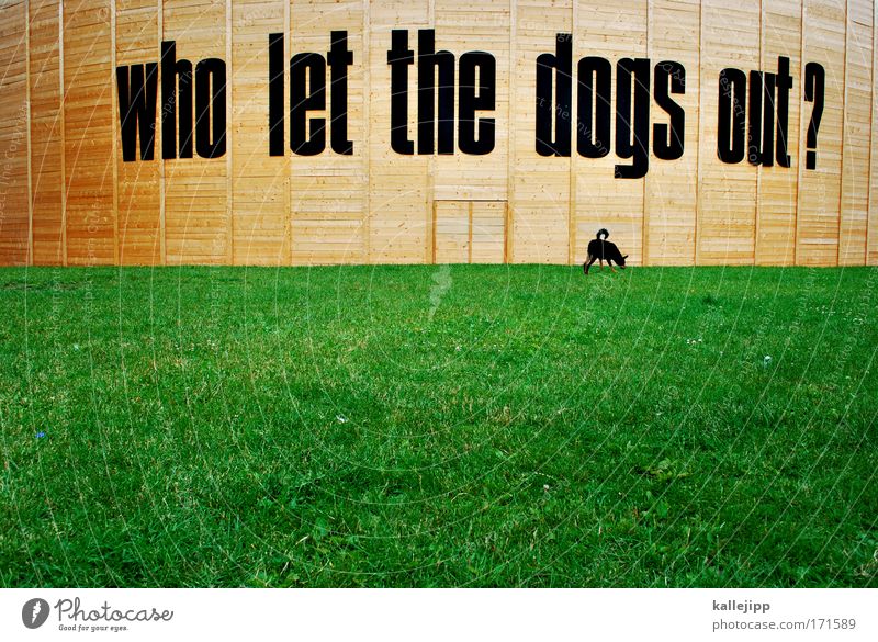 2400_woof, woof, woof, woofwoof, woofwoof... Colour photo Exterior shot Deserted Copy Space bottom Day Long shot Animal portrait Full-length Leisure and hobbies