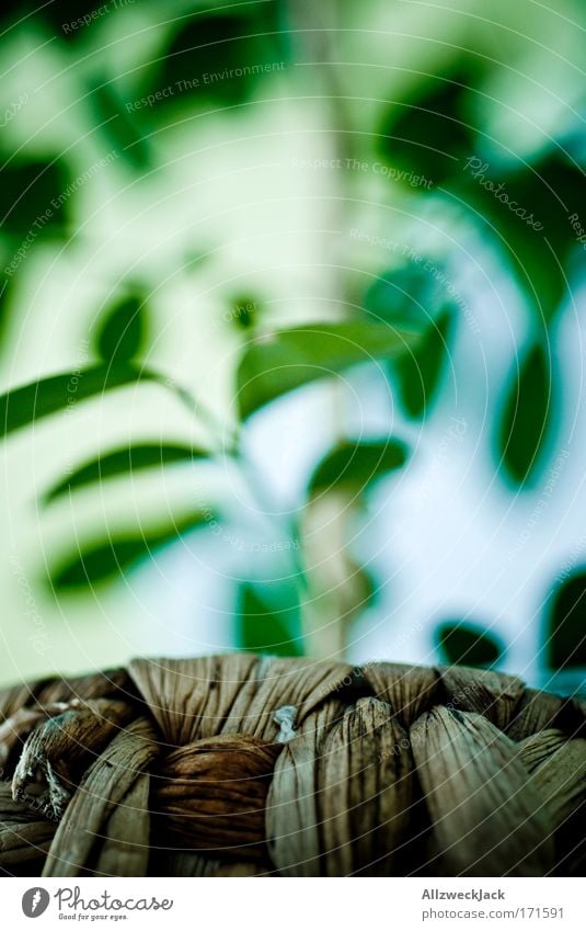 creativity crisis Colour photo Interior shot Close-up Experimental Deserted Day Deep depth of field Worm's-eye view Nature Plant Leaf Foliage plant Jasmine