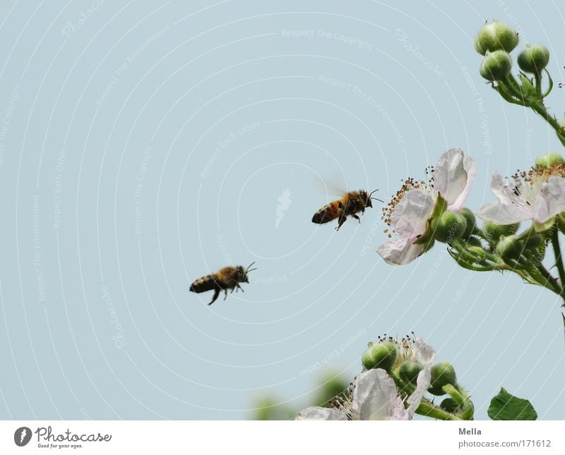 The double beehive Colour photo Multicoloured Exterior shot Deserted Copy Space left Copy Space top Day Central perspective Environment Nature Plant Animal Air