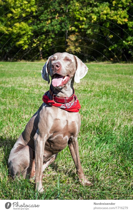 tia Trip Hiking Summer Autumn Beautiful weather Grass Meadow Forest Animal Pet Dog 1 Fitness Sit Wait Friendliness Positive Peaceful Attentive Watchfulness Life