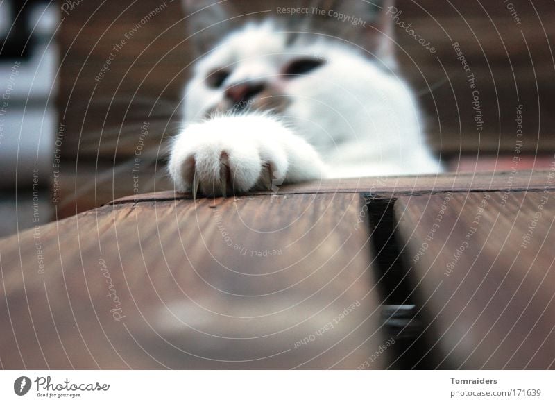 hunting instinct Playing Table Animal Pet Cat 1 Observe Looking Brash Curiosity Colour photo Exterior shot Close-up Copy Space bottom Evening