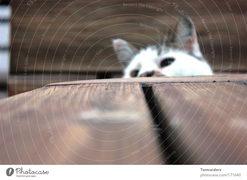 inquisitiveness Playing Table Animal Pet Cat 1 Observe Curiosity Cute Patient Calm Colour photo Exterior shot Close-up Copy Space bottom Evening