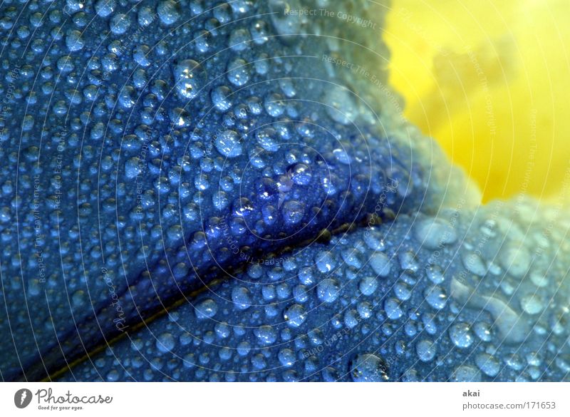 Birthday flower............................................................................................... Colour photo Macro (Extreme close-up) Nature