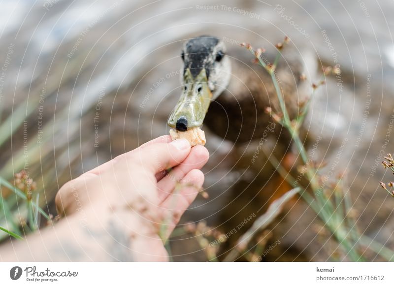 Feeding II Hand Fingers 1 Human being Nature Plant Animal Water Summer Coast Lakeside Wild animal Bird Animal face Duck Curiosity Cute Sympathy Friendship