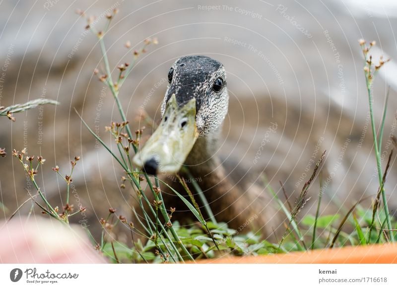 feeding Nature Plant Animal Summer Coast Lakeside Wild animal Bird Duck 1 Looking Curiosity Cute Sympathy Friendship Love of animals Watchfulness Beak