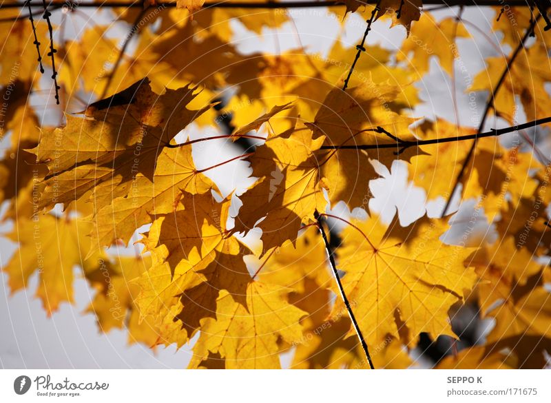 Autumnal color Colour photo Multicoloured Detail Abstract Deserted Neutral Background Dawn Light Shadow Contrast Silhouette Sunlight Central perspective Nature