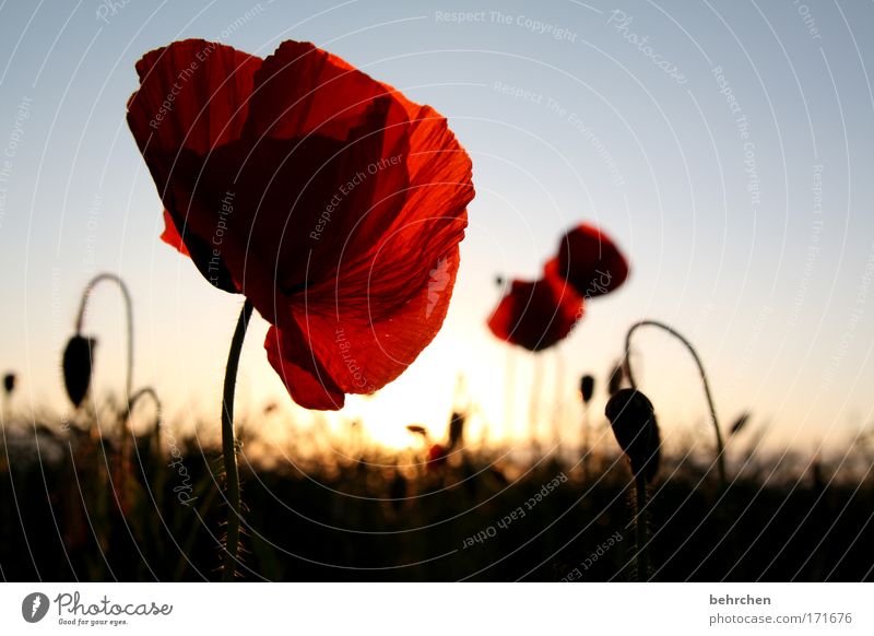 birthdayppy for lutz Colour photo Exterior shot Deserted Evening Sunrise Sunset Environment Nature Sky Cloudless sky Summer Beautiful weather Plant Blossom