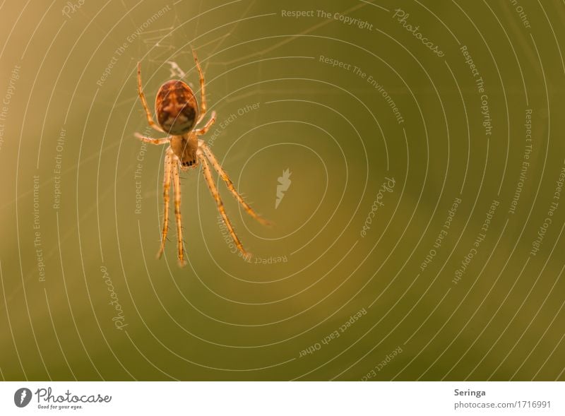 Come here, I'll eat you.... Animal Wild animal Spider Animal face 1 Net Catch To feed Hang Spider's web Spider legs Colour photo Multicoloured Close-up Detail