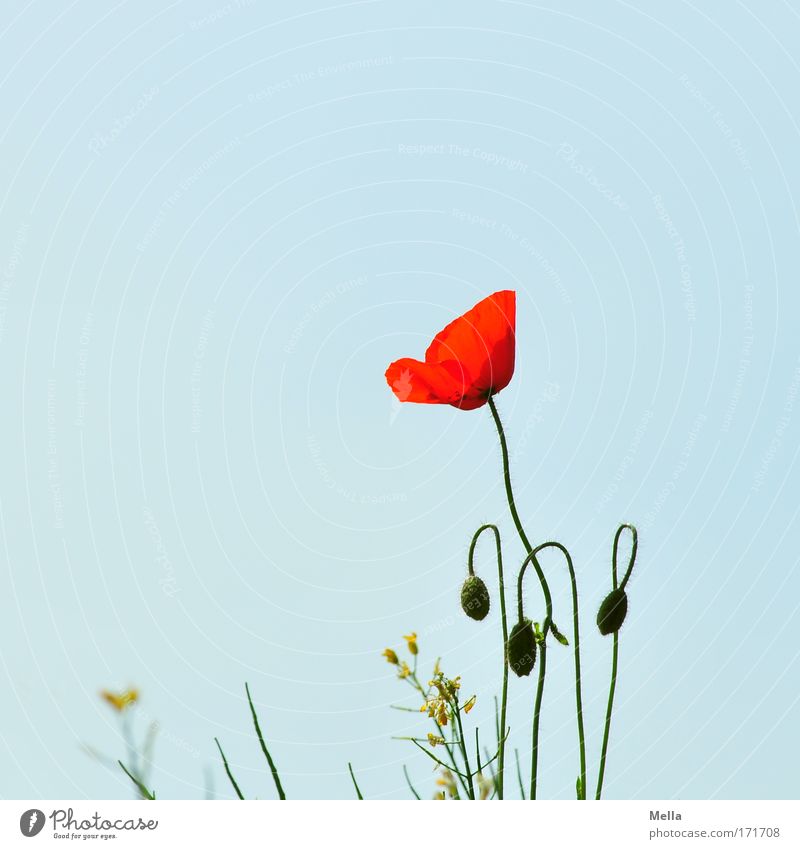 proud Colour photo Multicoloured Exterior shot Deserted Copy Space left Copy Space top Day Central perspective Long shot Environment Nature Plant Cloudless sky