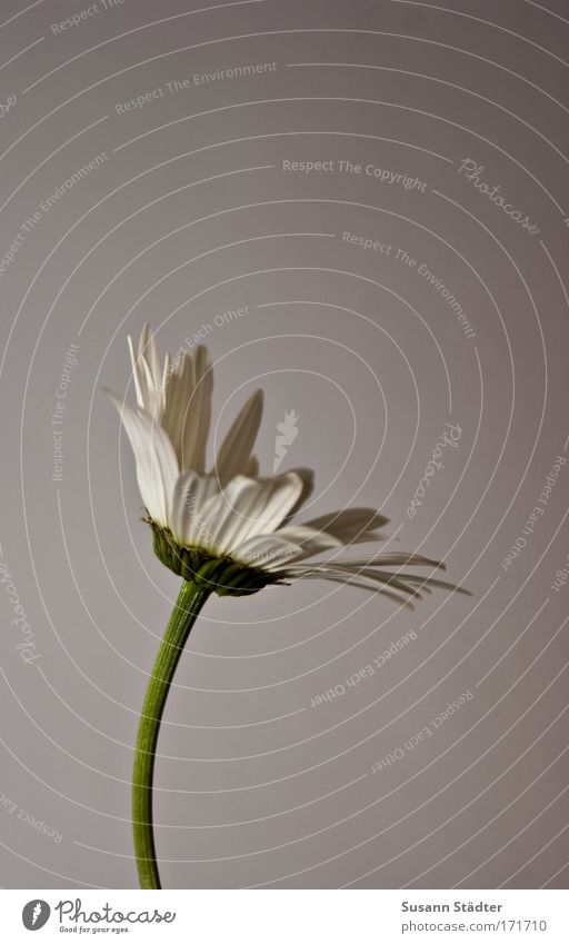 Flowers for Lutz! Subdued colour Interior shot Detail Deserted Copy Space left Copy Space right Copy Space top Copy Space middle Twilight Artificial light