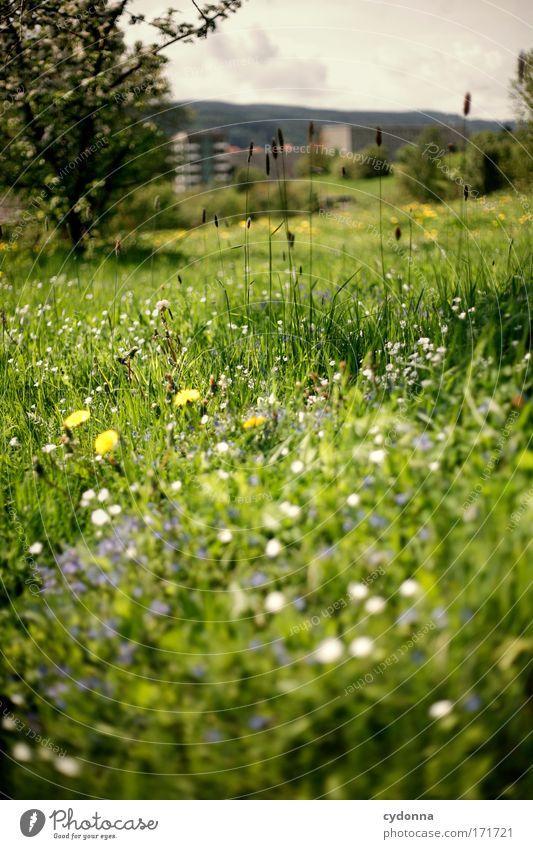 spring meadow Colour photo Exterior shot Close-up Detail Deserted Copy Space left Copy Space right Copy Space top Copy Space bottom Copy Space middle Day Shadow