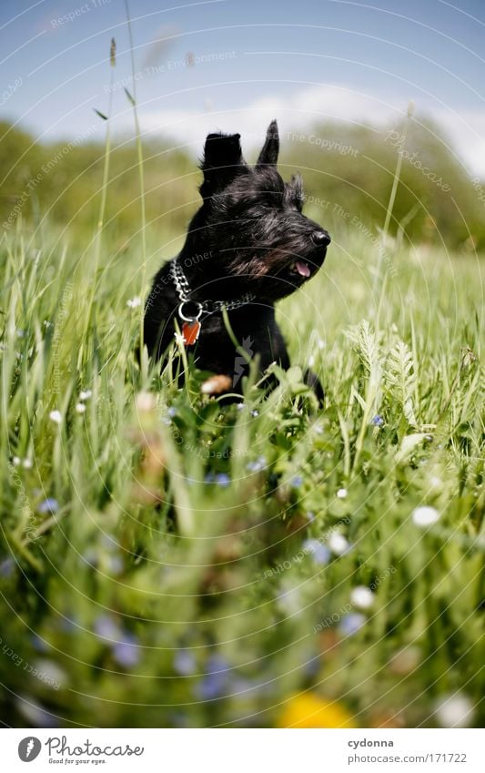 dog's life Colour photo Exterior shot Close-up Detail Deserted Copy Space top Copy Space bottom Copy Space middle Day Shadow Contrast Sunlight