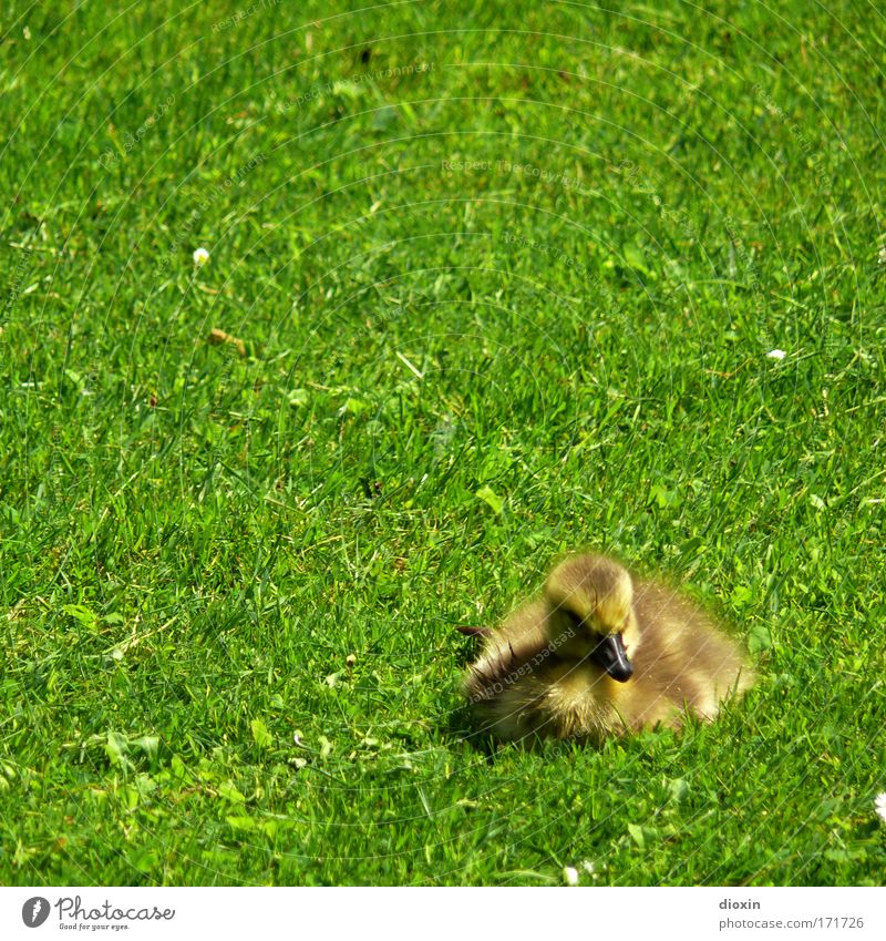 Junior Vol.2 Colour photo Exterior shot Deserted Copy Space left Copy Space top Copy Space middle Day Sunlight Animal portrait Harmonious Well-being Contentment