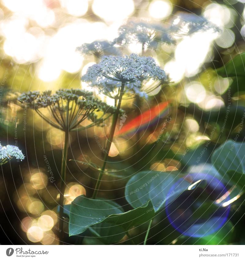 in the evening the light is at its best Healthy Environment Nature Landscape Animal Sunlight Summer Plant Wild plant Apiaceae Umbellifer angelica