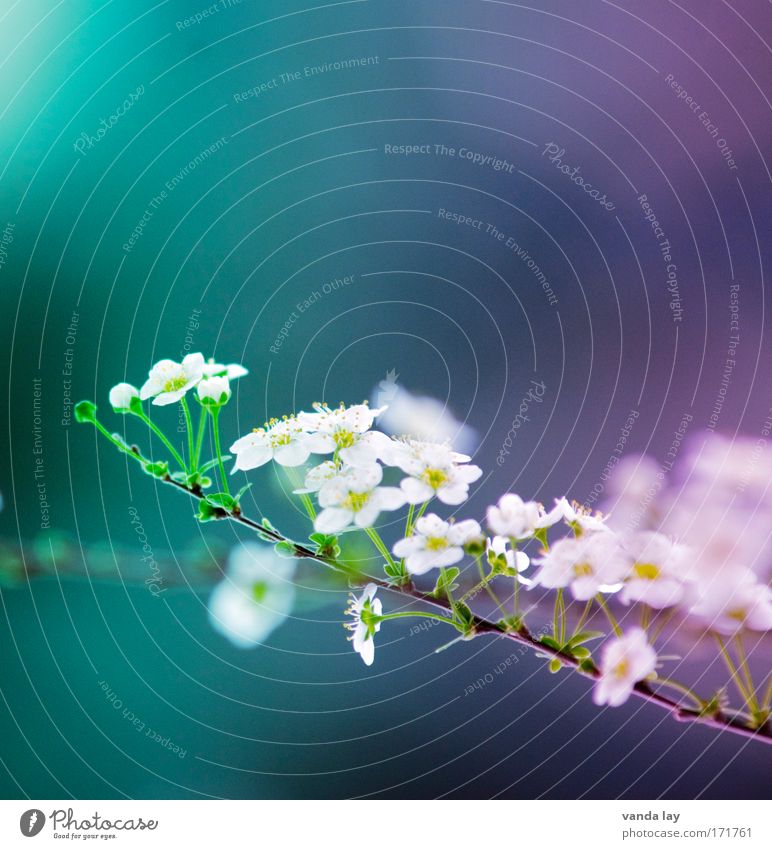 colorflash Colour photo Multicoloured Exterior shot Experimental Copy Space top Copy Space bottom Artificial light Blur Shallow depth of field Plant Spring