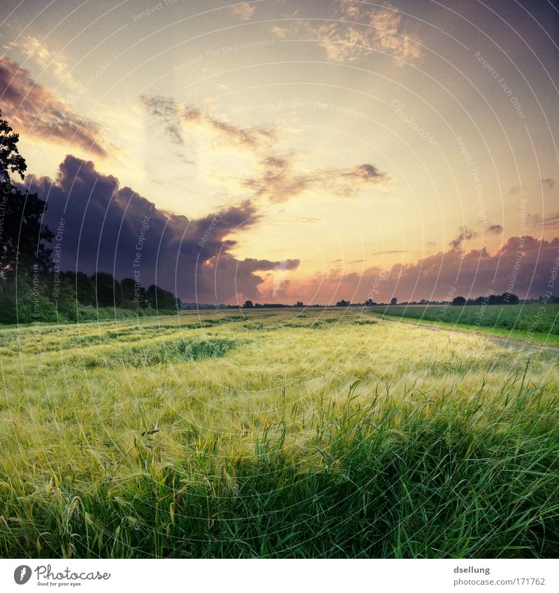 Twilight with bright clouds and corn stalks in the foreground Colour photo Exterior shot Deserted Copy Space right Copy Space top Evening Light Shadow Contrast