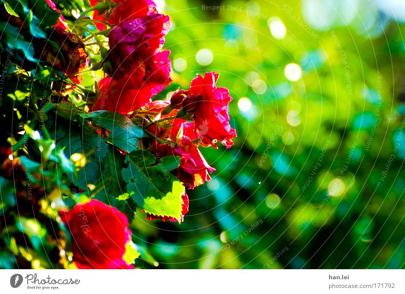 roses Colour photo Exterior shot Detail Copy Space right Day Sunlight Blur Long shot Elegant Plant Animal Spring Summer Flower Rose Foliage plant Park Fragrance