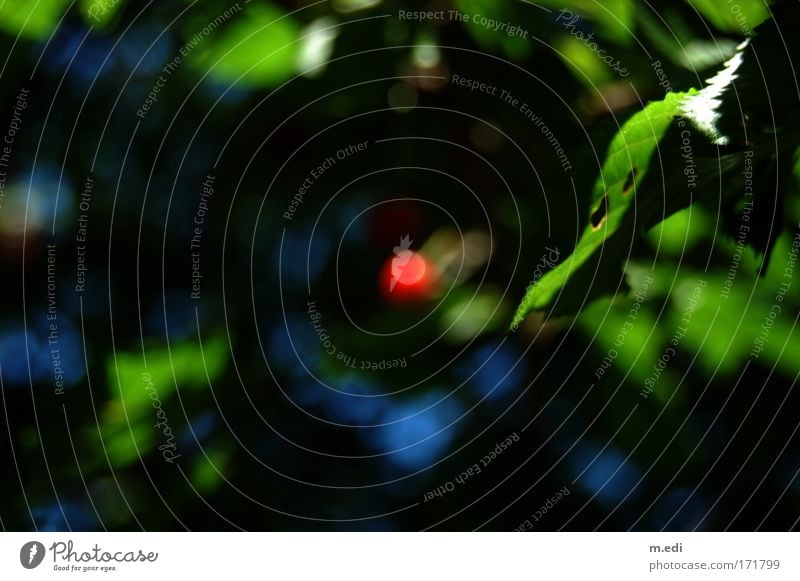 the red dot Colour photo Blur Cherry Environment Nature Tree Bushes Cherry tree Dark Blue Green Red Contentment