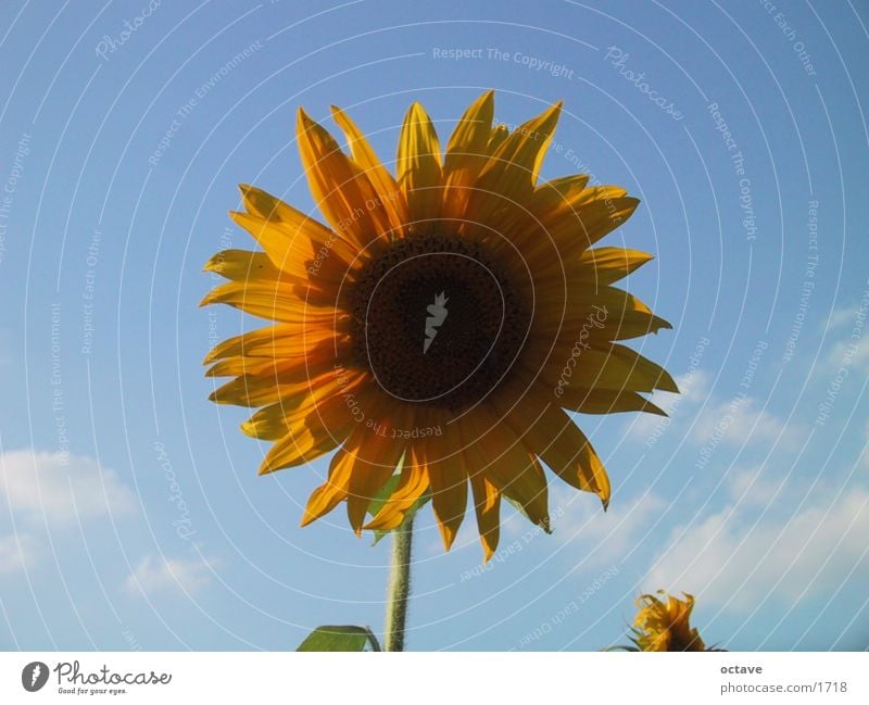 Helios1 Sunflower Summer Joie de vivre (Vitality) Light