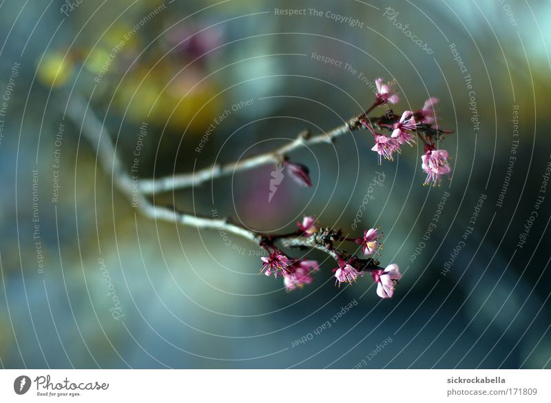 softly Colour photo Multicoloured Interior shot Deserted Shallow depth of field Plant Tree Blossom Blossoming Beautiful Pink Blur Branch Bud Yellow Blue Day