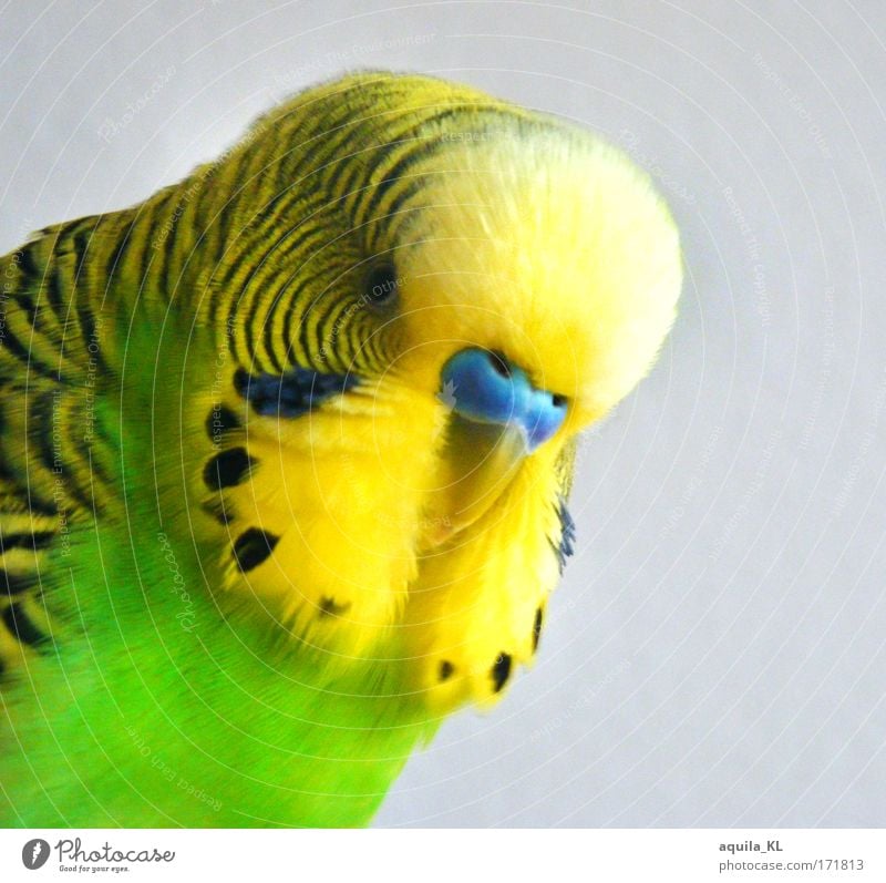 Friedolin ..............VS Colour photo Interior shot Deserted Looking into the camera Animal Pet Wild animal Bird Uniqueness Cute Budgerigar Australia Feather