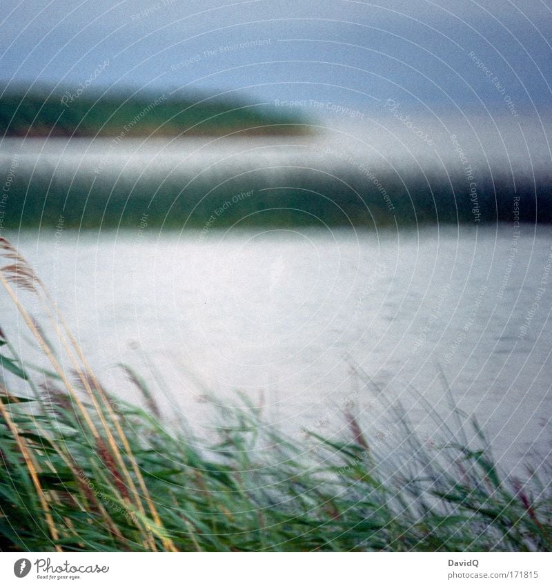 lake Colour photo Exterior shot Day Twilight Blur Environment Nature Landscape Water Sky Plant Foliage plant Common Reed Lakeside