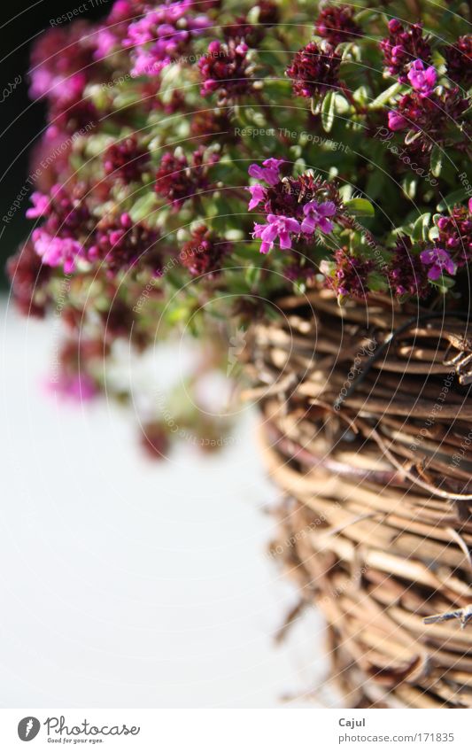 Herbs of the South Colour photo Multicoloured Exterior shot Macro (Extreme close-up) Deserted Copy Space bottom Day Light Contrast Sunlight Sunbeam Blur