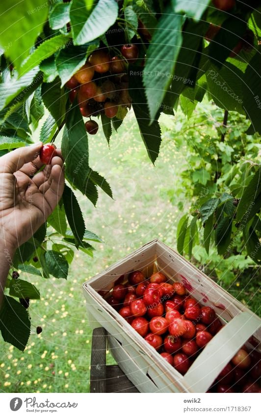 No hard work, no cherry pie Hand Fingers Environment Nature Climate Beautiful weather Tree Cherry tree Bast Basket Above Sweet Anticipation Determination