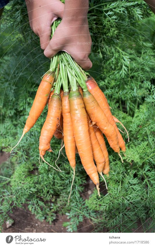 Carrots in childes hand Vegetarian diet Summer Garden Gardening Human being Hand Nature Plant Leaf Fresh Natural Clean Green Hold bunch Organic food healthy