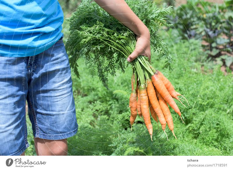 Carrots in a vegetable garden Vegetarian diet Summer Garden Gardening Human being Hand Nature Plant Leaf Fresh Natural Clean Green Hold bunch Organic food