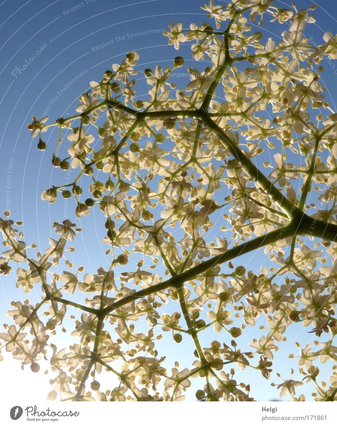 hollerbush Colour photo Exterior shot Close-up Detail Deserted Copy Space top Morning Shadow Sunlight Back-light Worm's-eye view Environment Nature Plant Sky